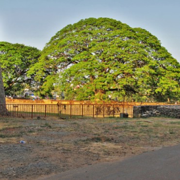 Eternal Tree, Palakkad Fort