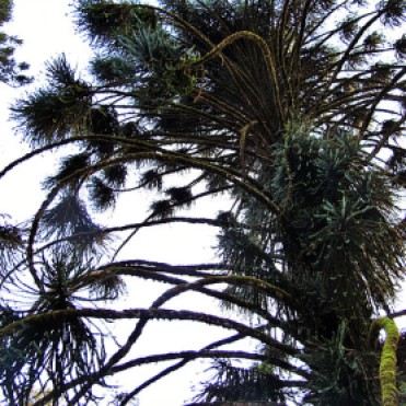 Spiny Pine, Ooty