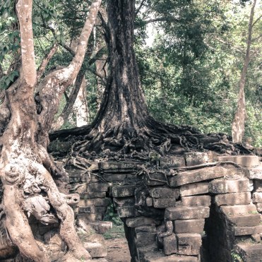 tree-temple-angkor-wat